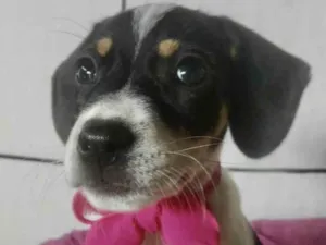 Cachorro raça Mestiça  idade Abaixo de 2 meses nome Mabel 