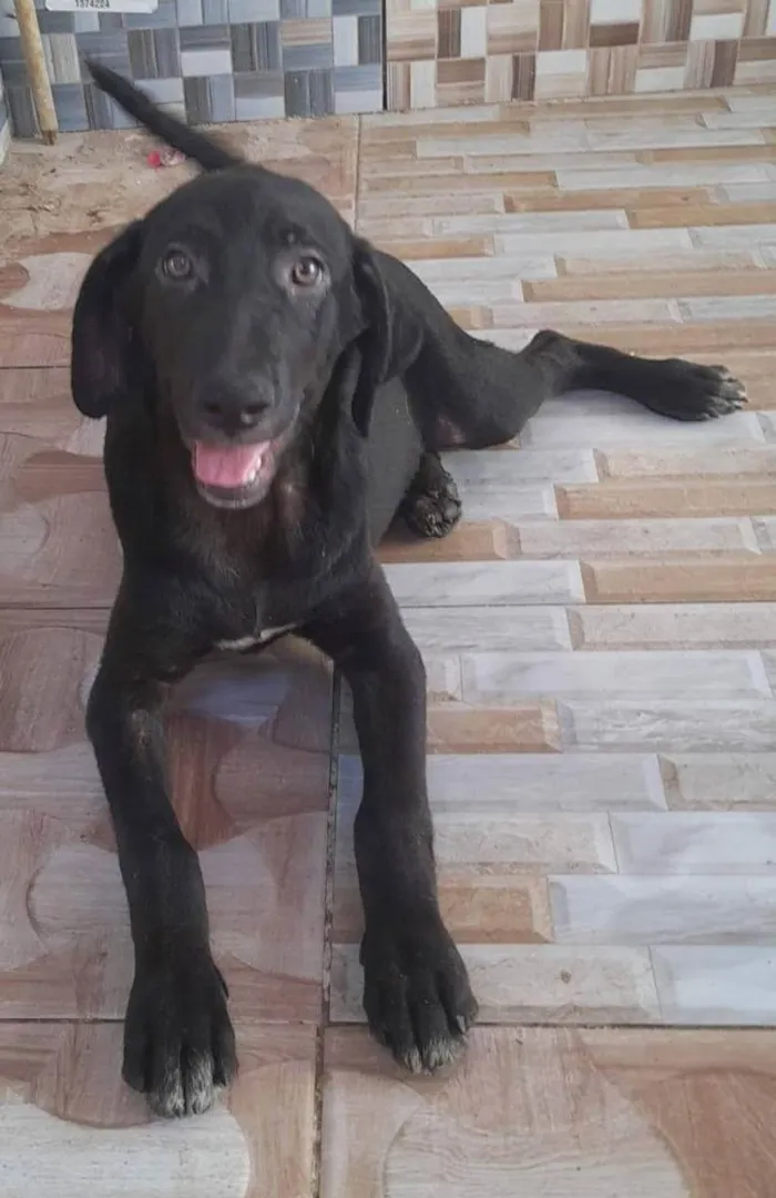 Cachorro ra a Srd idade 1 ano nome Colin 