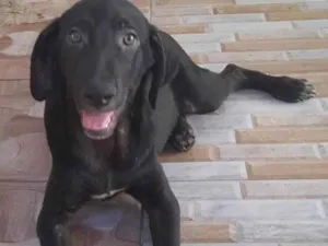 Cachorro raça Srd idade 1 ano nome Colin 