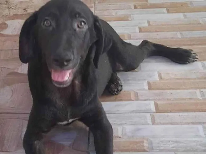 Cachorro ra a Srd idade 1 ano nome Colin 