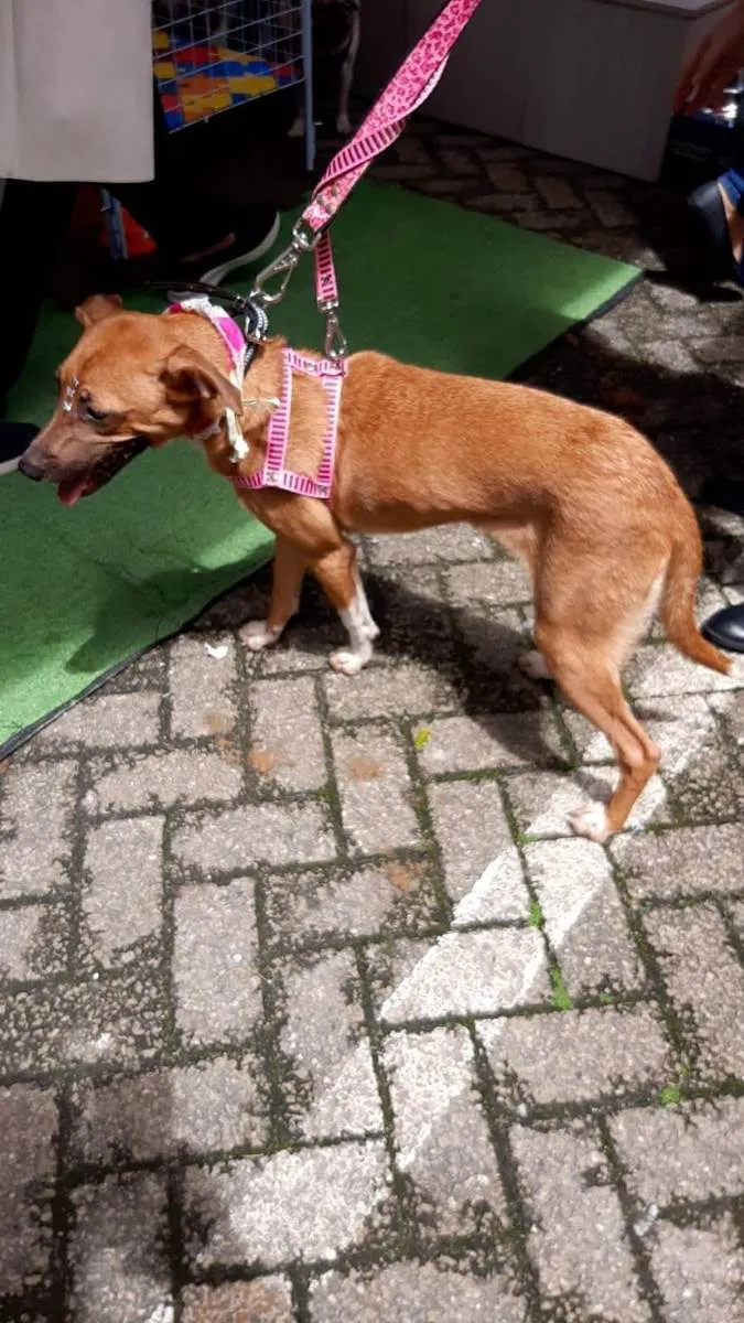 Cachorro raça Srd idade 7 a 11 meses nome Carol