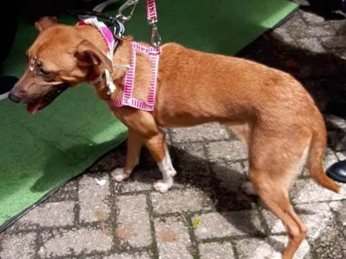 Cachorro raça Srd idade 7 a 11 meses nome Carol