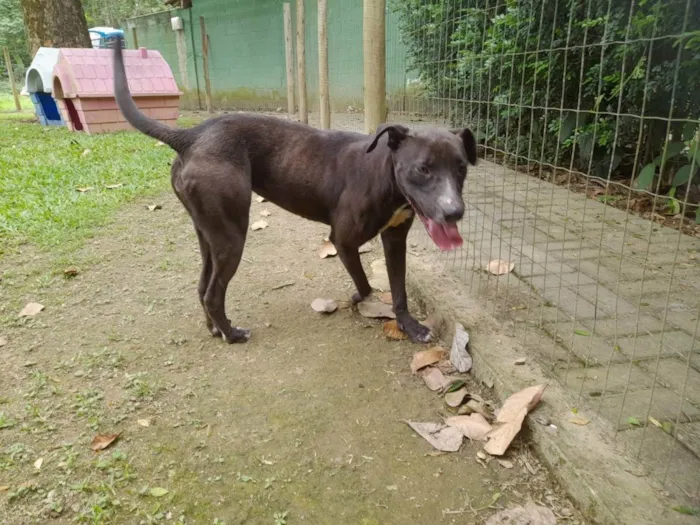 Cachorro ra a Srd idade  nome Kika