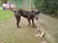 Kika