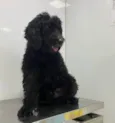 Cachorro raça Poodle  idade 4 anos nome Martim