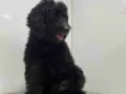 Cachorro raça Poodle  idade 4 anos nome Martim