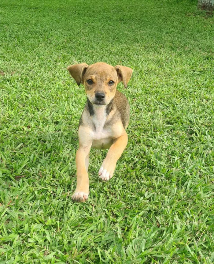 Cachorro ra a Srd idade 2 a 6 meses nome Avião 