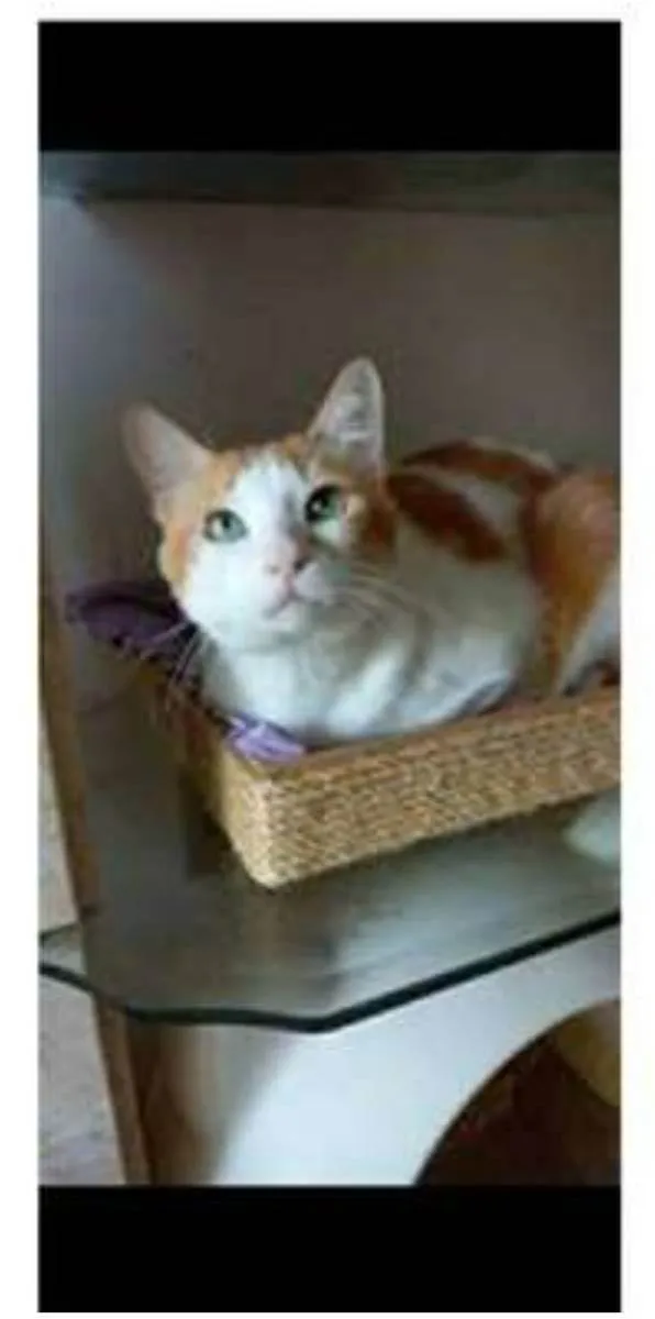 Gato ra a srd bicolor idade 2 anos nome TAYLOR