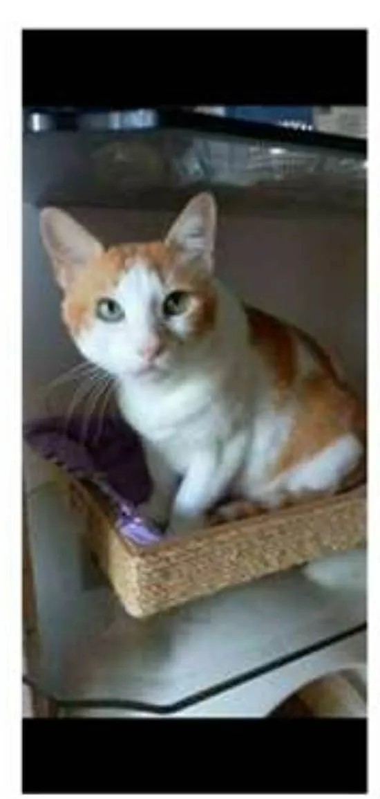 Gato ra a srd bicolor idade 2 anos nome TAYLOR