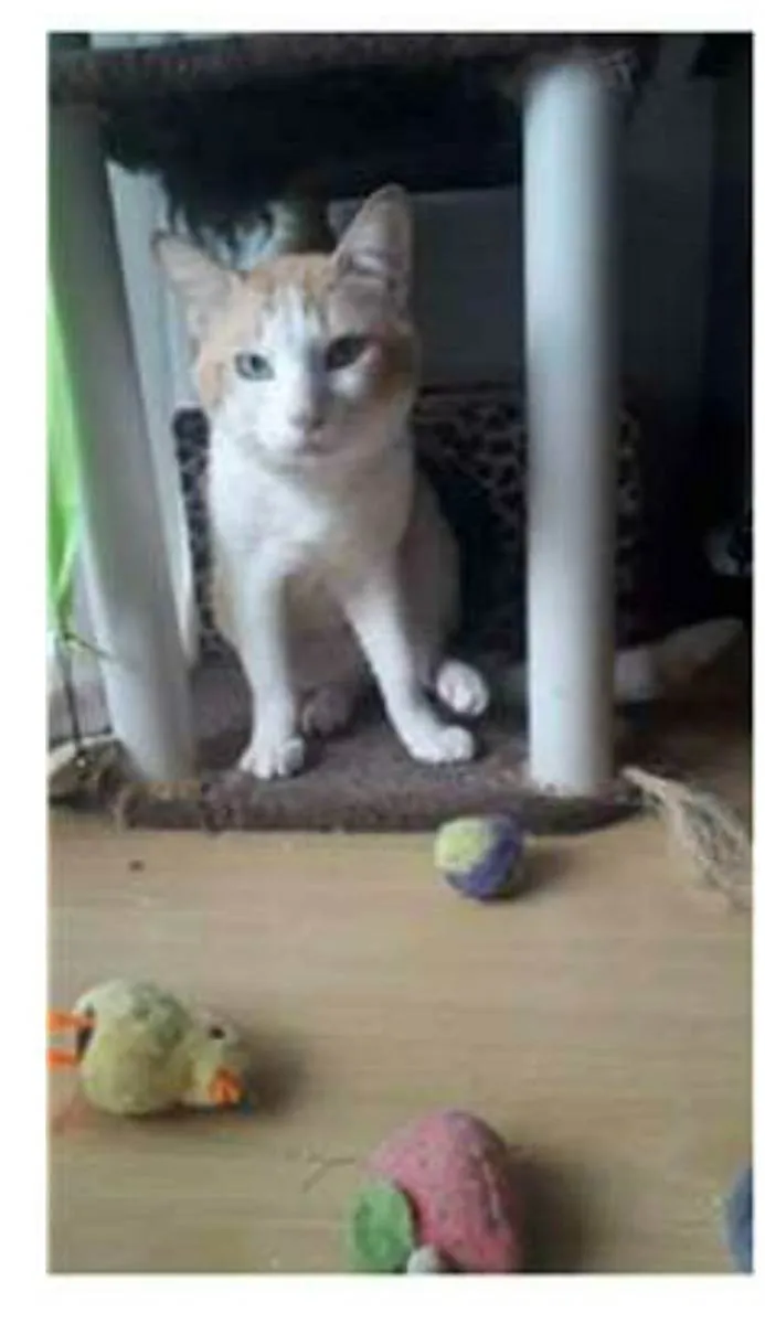 Gato ra a srd bicolor idade 2 anos nome TAYLOR
