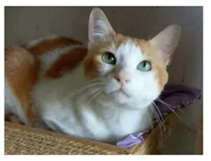 Gato raça srd bicolor idade 2 anos nome TAYLOR
