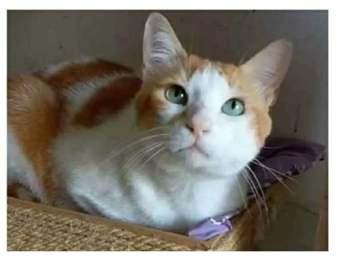 Gato ra a srd bicolor idade 2 anos nome TAYLOR