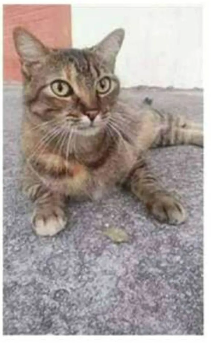 Gato ra a srd tricolor idade 4 anos nome JULLY
