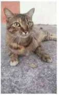 JULLY