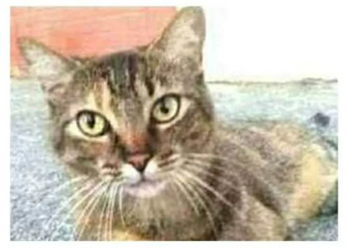 Gato ra a srd tricolor idade 4 anos nome JULLY