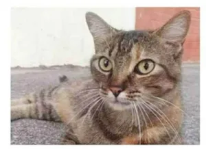 Gato raça srd tricolor idade 4 anos nome JULLY