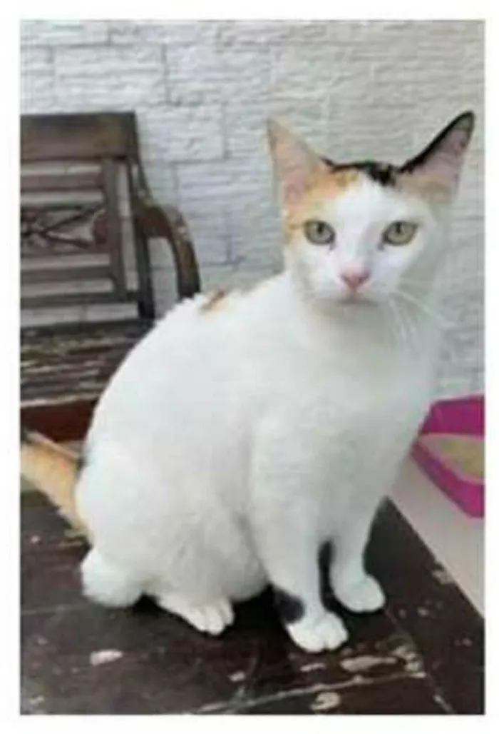 Gato ra a srd tricolor idade 1 ano nome DÁLIA