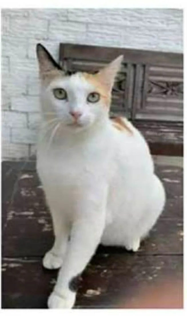 Gato ra a srd tricolor idade 1 ano nome DÁLIA