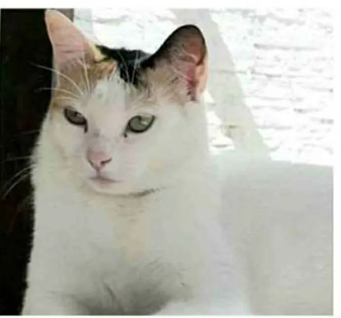 Gato ra a srd tricolor idade 1 ano nome DÁLIA