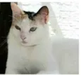 DÁLIA