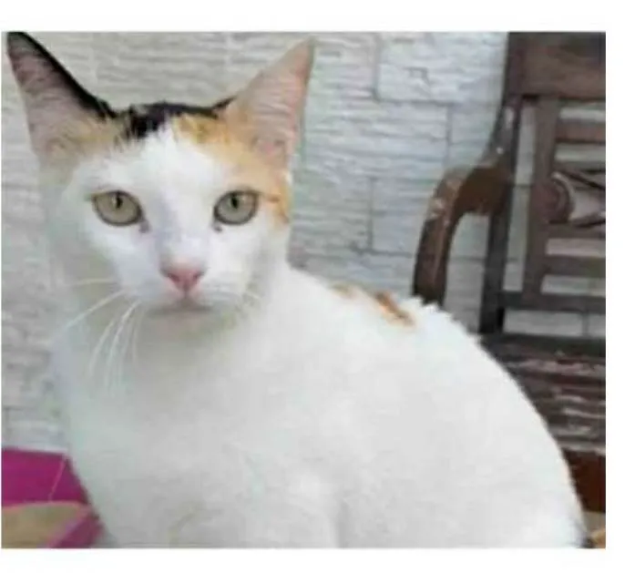 Gato ra a srd tricolor idade 1 ano nome DÁLIA