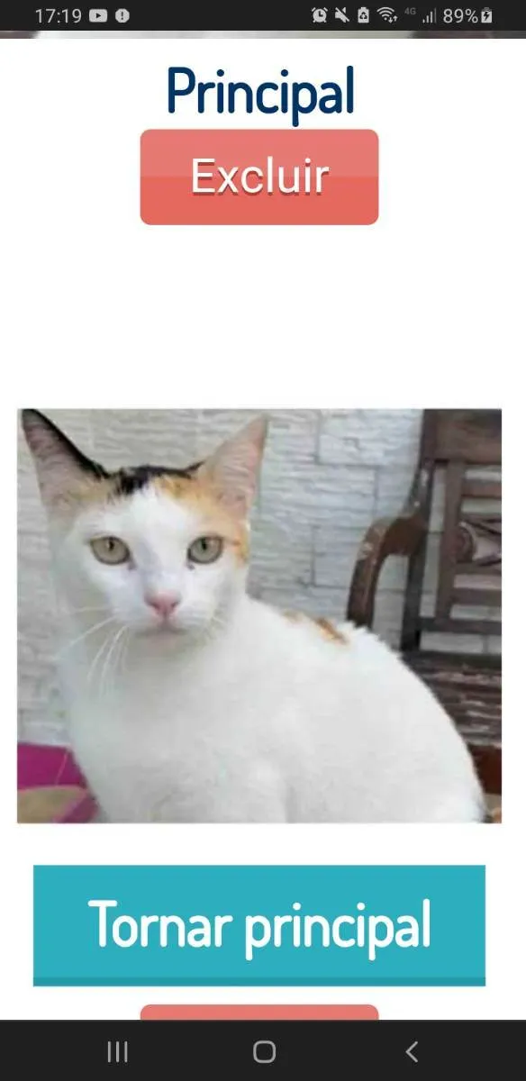 Gato ra a srd tricolor idade 1 ano nome DÁLIA