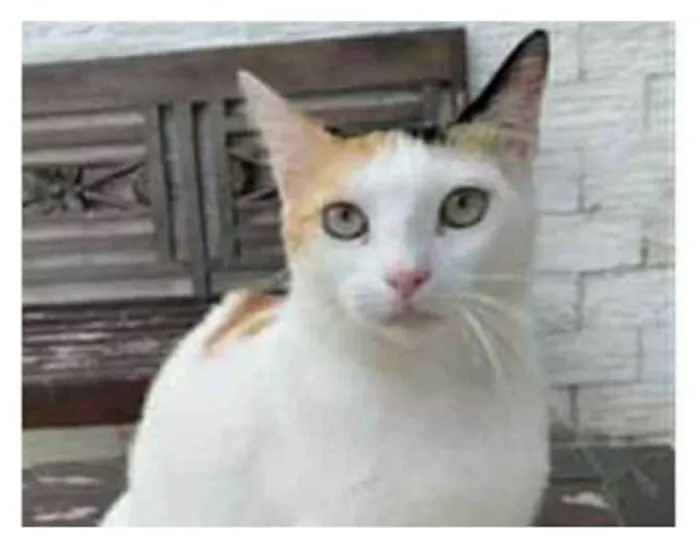 Gato ra a srd tricolor idade 1 ano nome DÁLIA