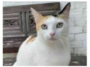 Gato raça srd tricolor idade 1 ano nome DÁLIA