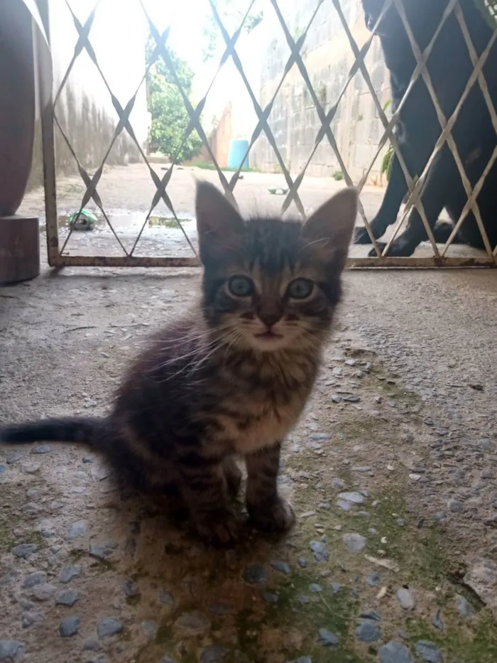 Gato raça SRD idade 2 a 6 meses nome Pitica 