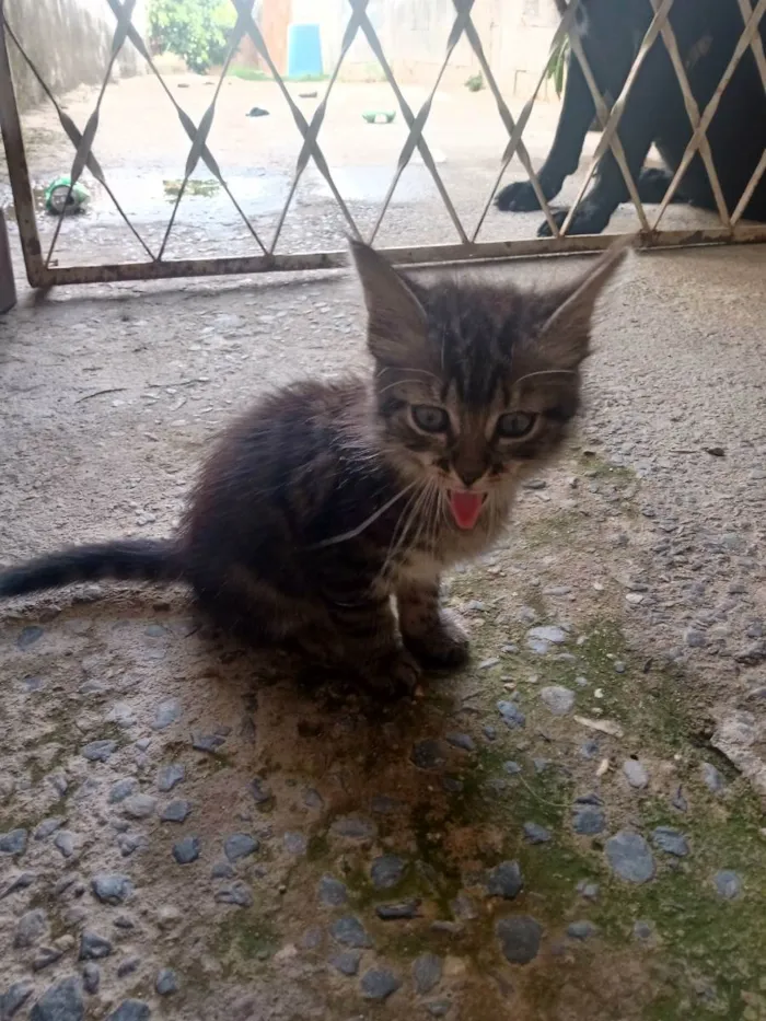 Gato raça SRD idade 2 a 6 meses nome Pitica 