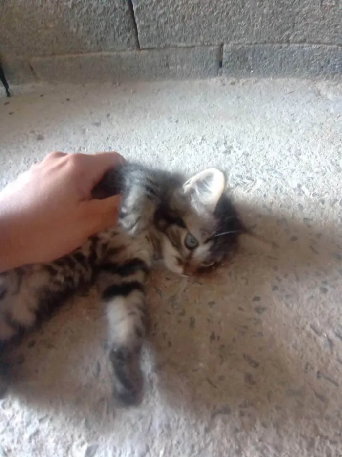 Gato raça SRD idade 2 a 6 meses nome Pitica 