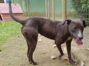 Cachorro raça Srd idade  nome Kika