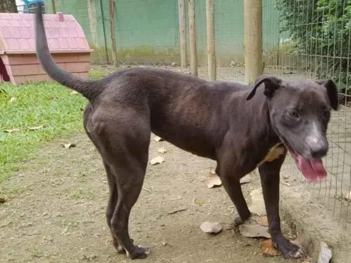 Cachorro ra a Srd idade  nome Kika