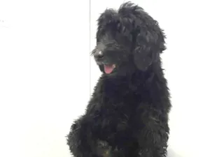 Cachorro raça Poodle  idade 4 anos nome Martim