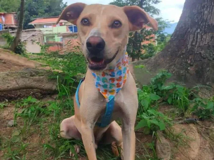 Cachorro ra a Srd idade 1 ano nome Bolinha