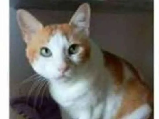 Gato ra a srd bicolor idade 2 anos nome TAYLOR