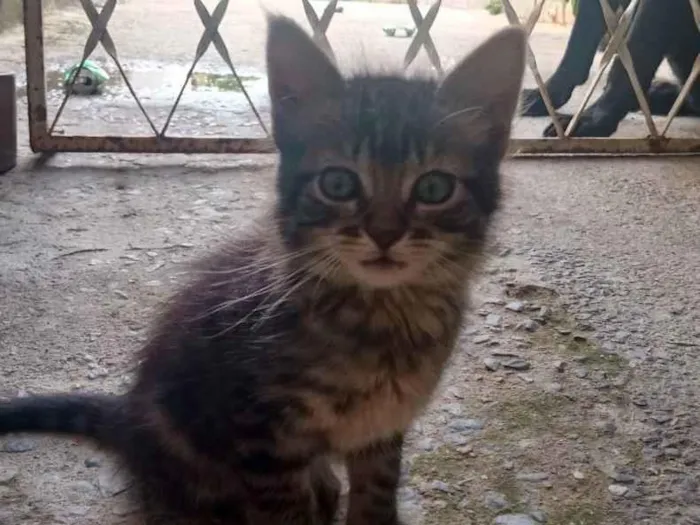 Gato raça SRD idade 2 a 6 meses nome Pitica 