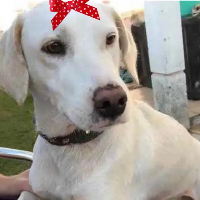 Cachorro ra a Mestiça  idade 2 a 6 meses nome Luna 