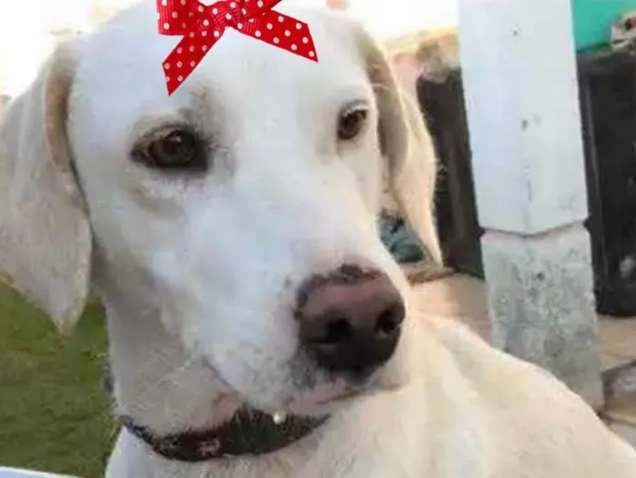 Cachorro ra a Mestiça  idade 2 a 6 meses nome Luna 