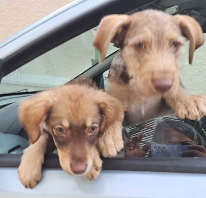 Cachorro raça Srd idade 2 a 6 meses nome Maitê