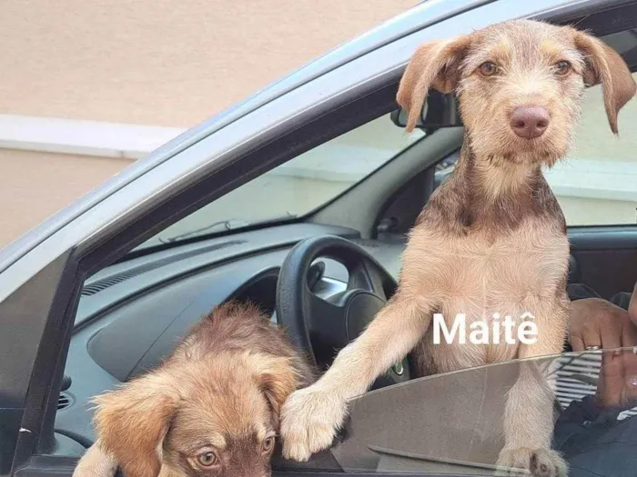 Cachorro raça Srd idade 2 a 6 meses nome Maitê