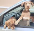 Cachorro raça Srd idade 2 a 6 meses nome Maya