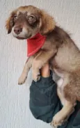 Cachorro raça Srd idade 2 a 6 meses nome Maya
