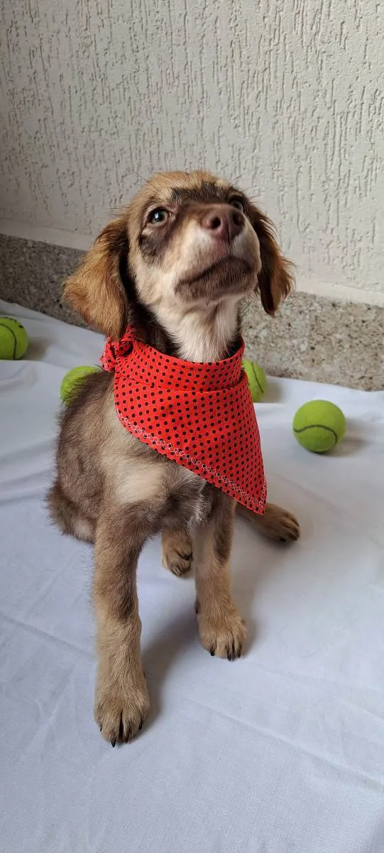 Cachorro raça Srd idade 2 a 6 meses nome Maya