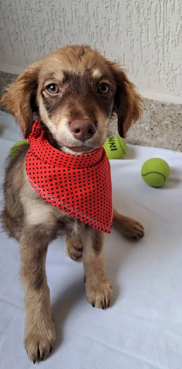 Cachorro raça Srd idade 2 a 6 meses nome Maya