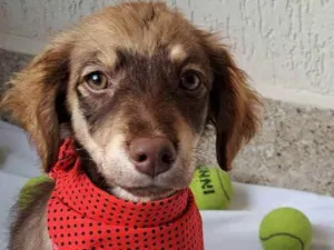 Cachorro raça Srd idade 2 a 6 meses nome Maya