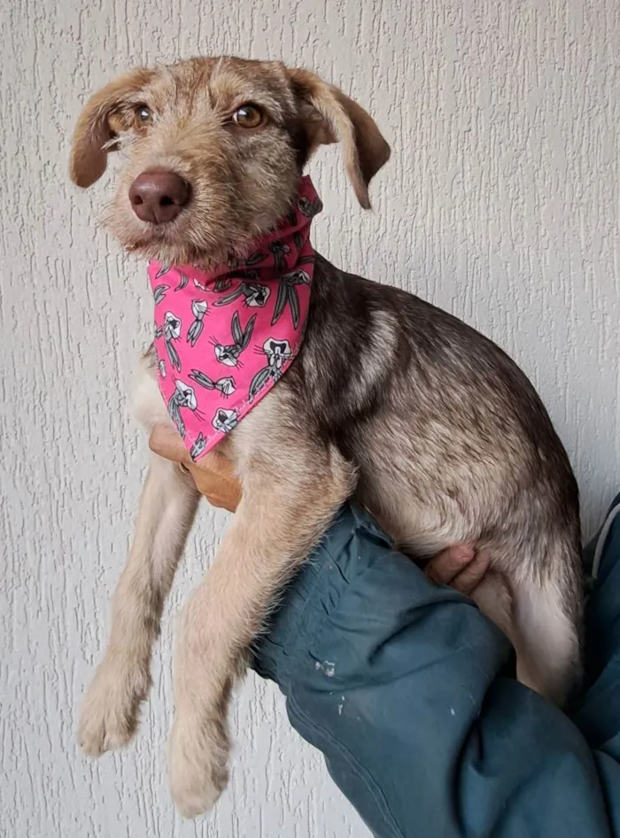 Cachorro raça Srd idade 2 a 6 meses nome Maitê