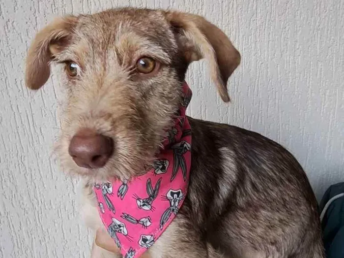 Cachorro raça Srd idade 2 a 6 meses nome Maitê