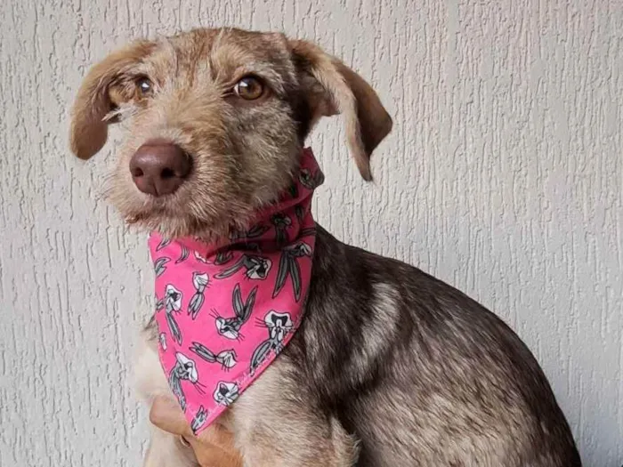 Cachorro raça Srd idade 2 a 6 meses nome Maitê