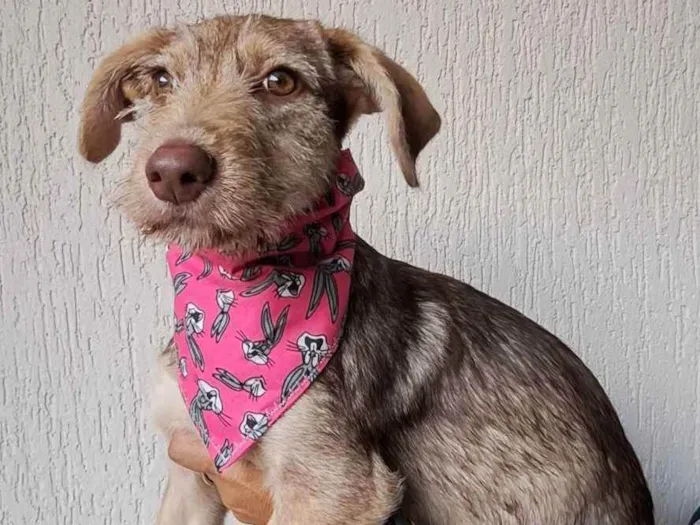 Cachorro raça Srd idade 2 a 6 meses nome Maitê